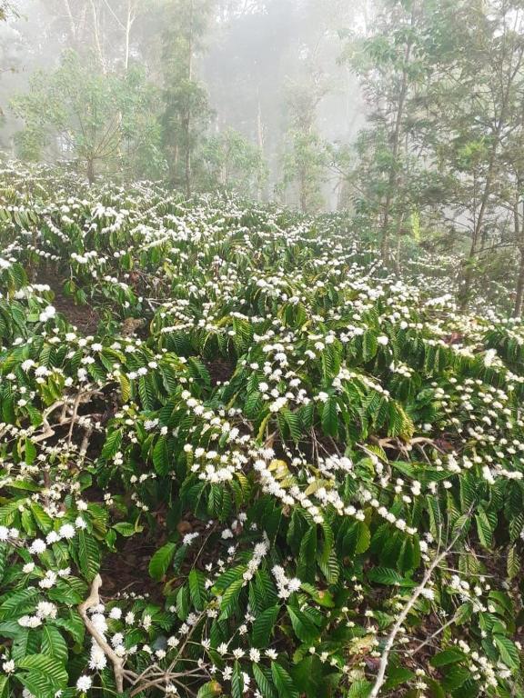 La Paz Coorg Homestay At Madikeri Town Eksteriør billede
